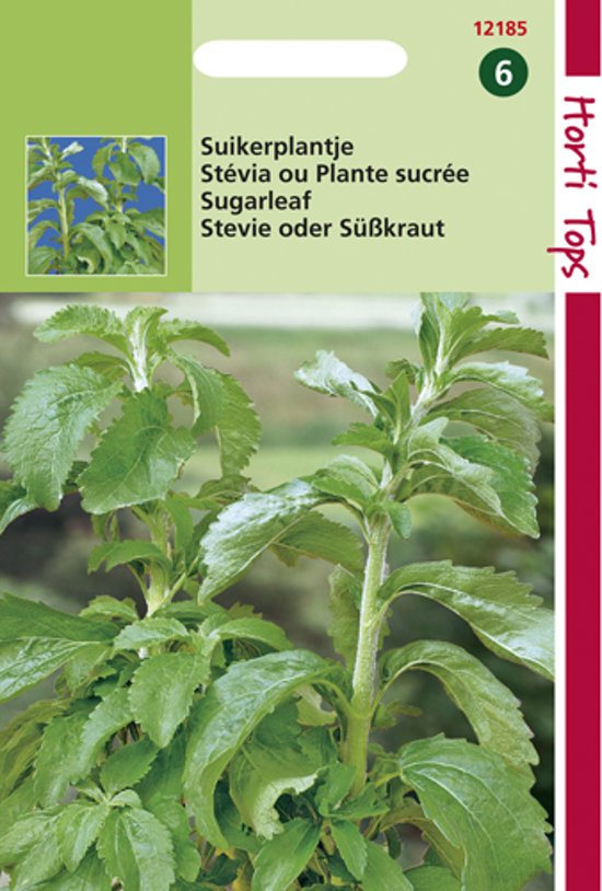 Honigkraut (Stevia rebaudiana) 25 Samen HT